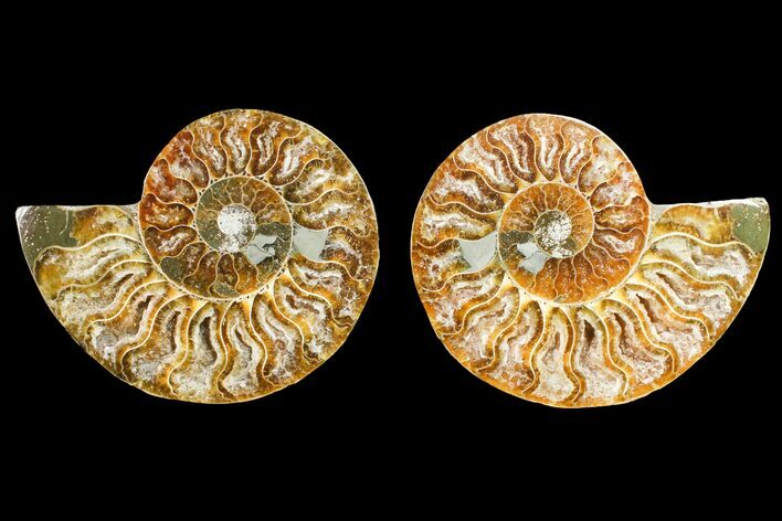 Agate Replaced Ammonite Fossil - Madagascar #145899